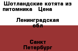 Шотландские котята из питомника › Цена ­ 20 000 - Ленинградская обл., Санкт-Петербург г. Животные и растения » Кошки   . Ленинградская обл.